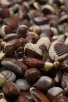 Chocolate shells